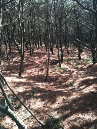 Img-3.php